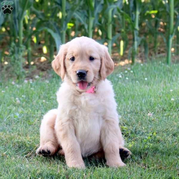 Sunshine, Golden Retriever Puppy