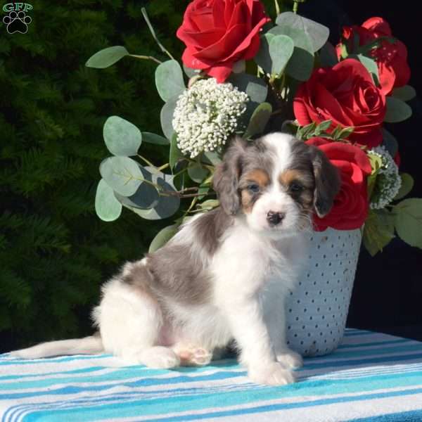 Sunshine, Cavapoo Puppy