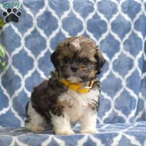 Sunshine, Shih Tzu Puppy