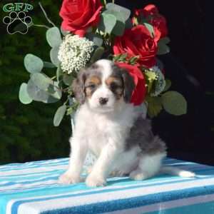 Sunshine, Cavapoo Puppy