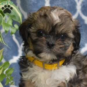 Sunshine, Shih Tzu Puppy
