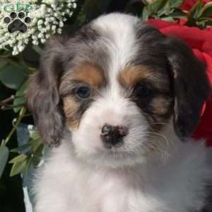 Sunshine, Cavapoo Puppy
