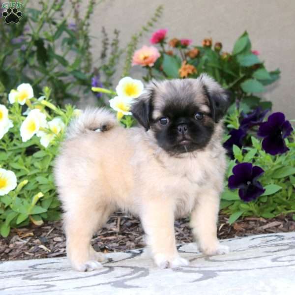 Sweetie, Pug Puppy