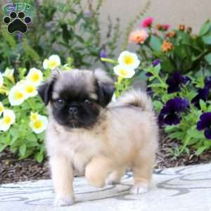 Sweetie, Pug Puppy