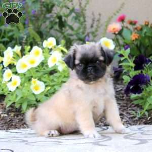 Sweetie, Pug Puppy