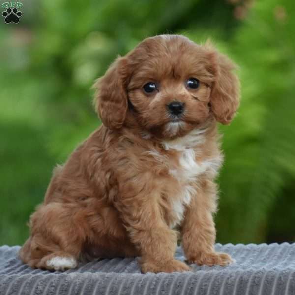 Tabitha, Cavapoo Puppy