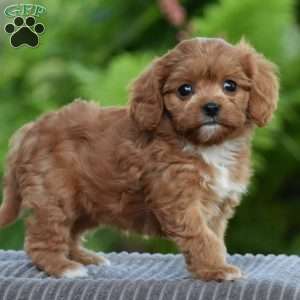 Tabitha, Cavapoo Puppy