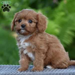Tabitha, Cavapoo Puppy