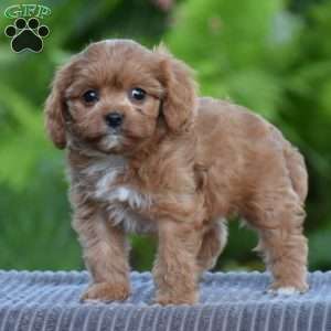 Tabitha, Cavapoo Puppy