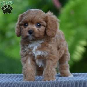 Tabitha, Cavapoo Puppy