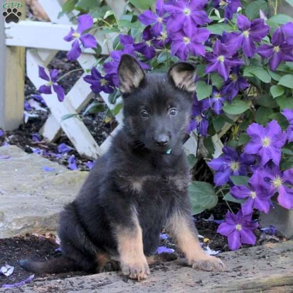 Tako, German Shepherd Puppy