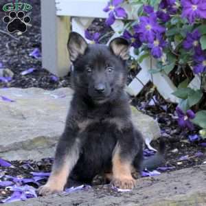 Tako, German Shepherd Puppy