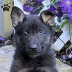 Tako, German Shepherd Puppy