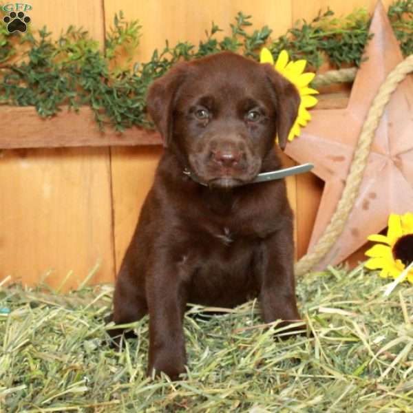 Tammy, Chocolate Labrador Retriever Puppy