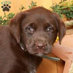 Tammy, Chocolate Labrador Retriever Puppy