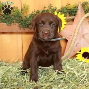Tammy, Chocolate Labrador Retriever Puppy