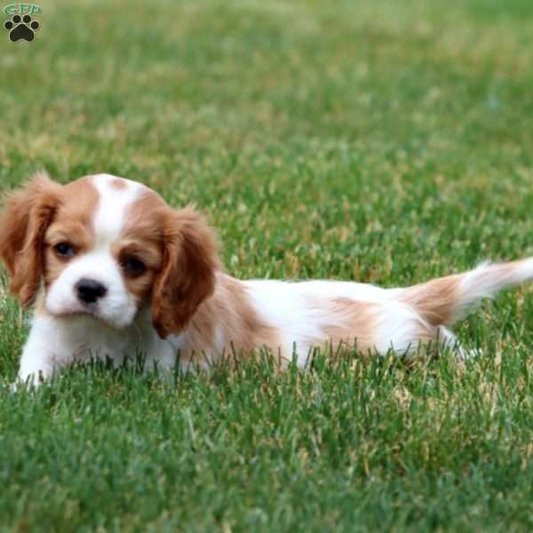 Tammy, Cavalier King Charles Spaniel Puppy