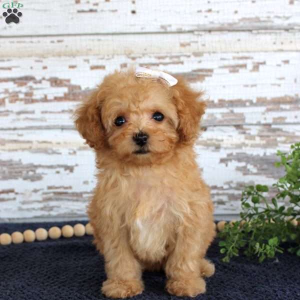 Tammi, Toy Poodle Puppy