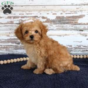 Tammi, Toy Poodle Puppy