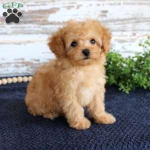 Tammi, Toy Poodle Puppy