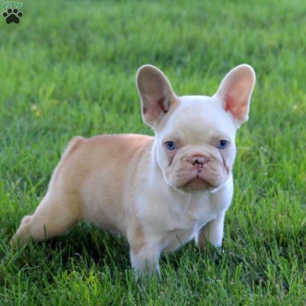 Tan Dan, French Bulldog Puppy