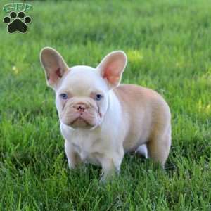 Tan Dan, French Bulldog Puppy
