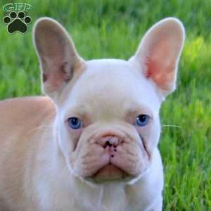 Tan Dan, French Bulldog Puppy