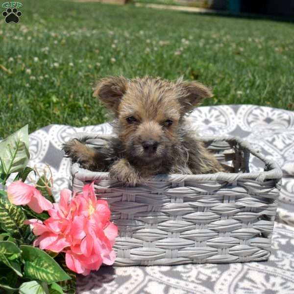 Tank, Cairn Terrier Puppy