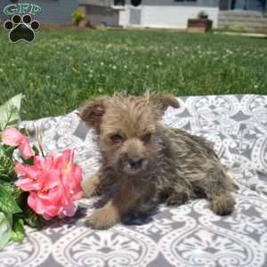 Tank, Cairn Terrier Puppy