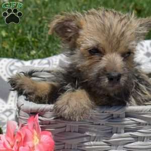 Tank, Cairn Terrier Puppy