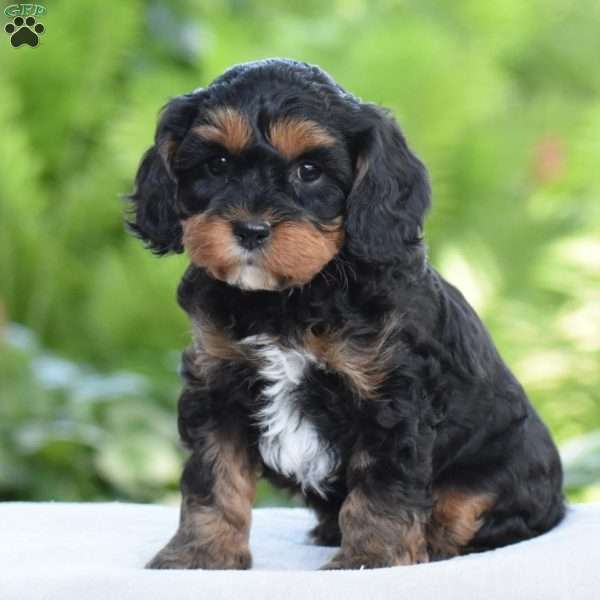 Tanner, Cavapoo Puppy