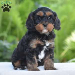 Tanner, Cavapoo Puppy
