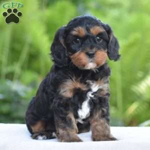 Tanner, Cavapoo Puppy