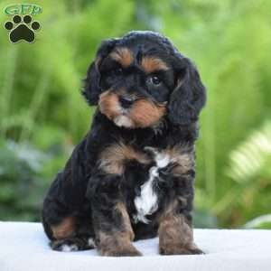 Tanner, Cavapoo Puppy