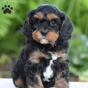 Tanner, Cavapoo Puppy