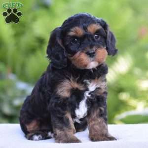 Tanner, Cavapoo Puppy
