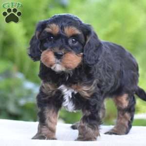 Tanner, Cavapoo Puppy