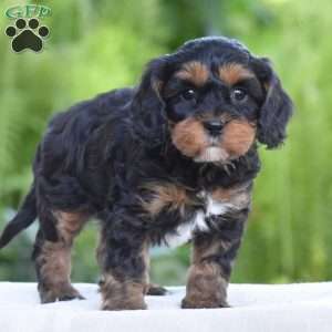 Tanner, Cavapoo Puppy