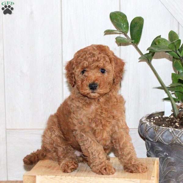 Tanner, Toy Poodle Puppy