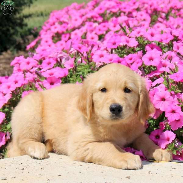 Tanner, Golden Retriever Puppy