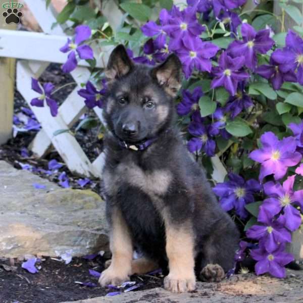 Tanner, German Shepherd Puppy