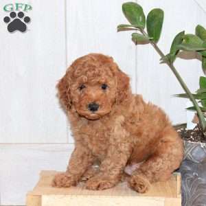 Tanner, Toy Poodle Puppy