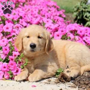 Tanner, Golden Retriever Puppy