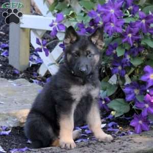 Tanner, German Shepherd Puppy
