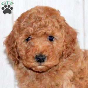 Tanner, Toy Poodle Puppy