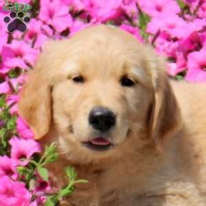 Tanner, Golden Retriever Puppy