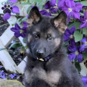 Tanner, German Shepherd Puppy