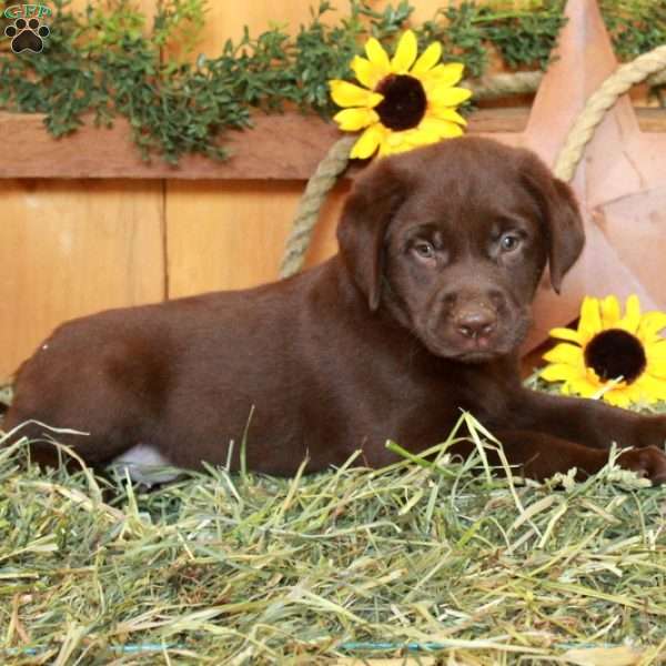 Tanya, Chocolate Labrador Retriever Puppy