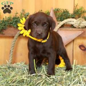 Tanya, Chocolate Labrador Retriever Puppy
