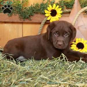 Tanya, Chocolate Labrador Retriever Puppy